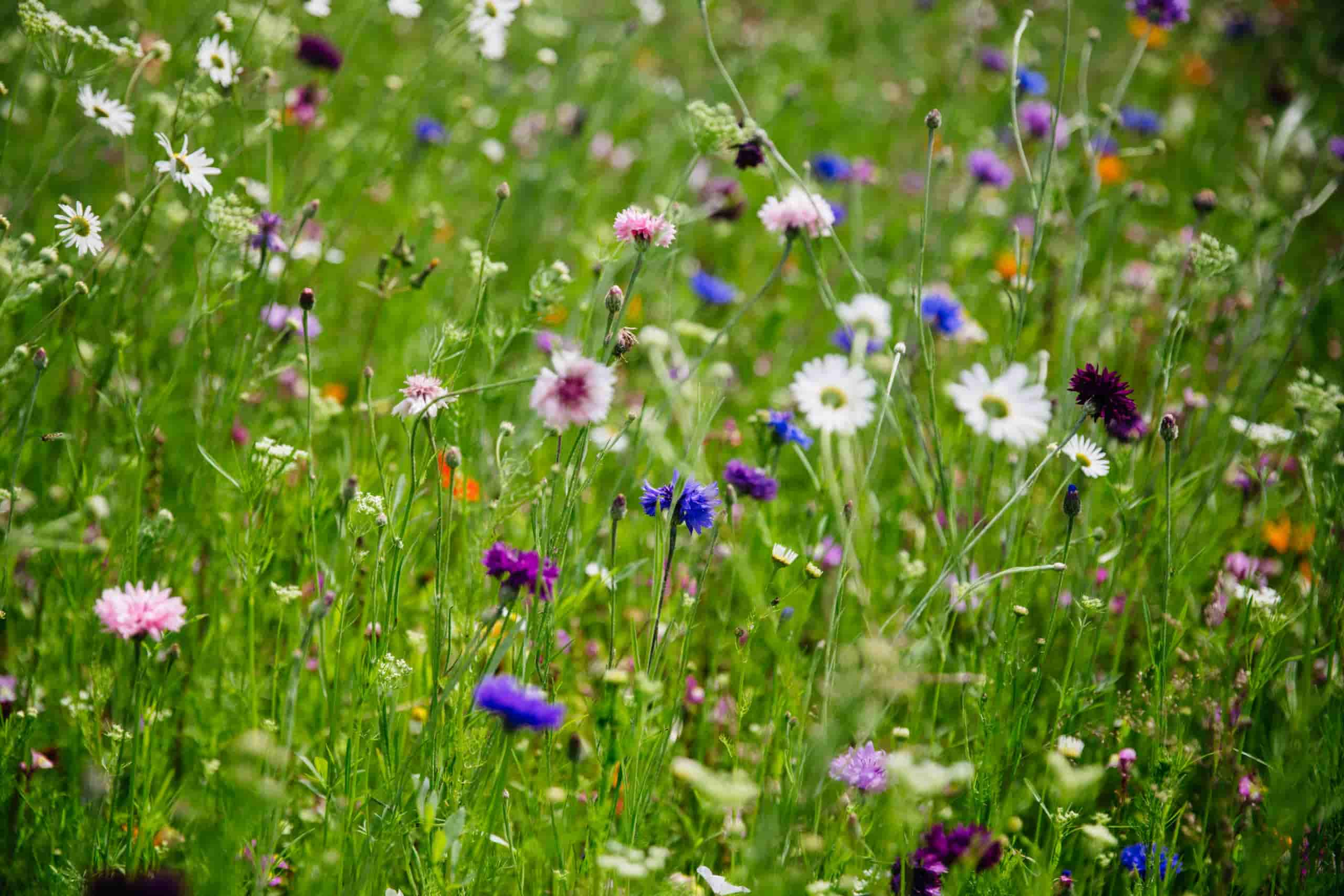 Our Farms | Yeo Valley Regenerative Farming